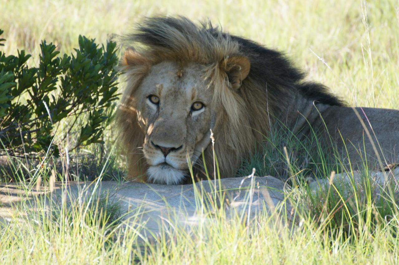 Lalibela Game Reserve - Kichaka Lodge Paterson Esterno foto