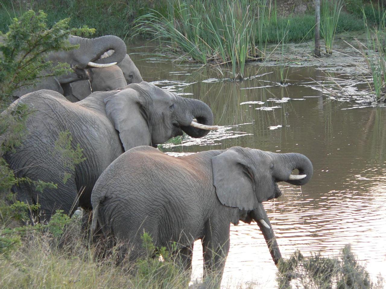 Lalibela Game Reserve - Kichaka Lodge Paterson Esterno foto