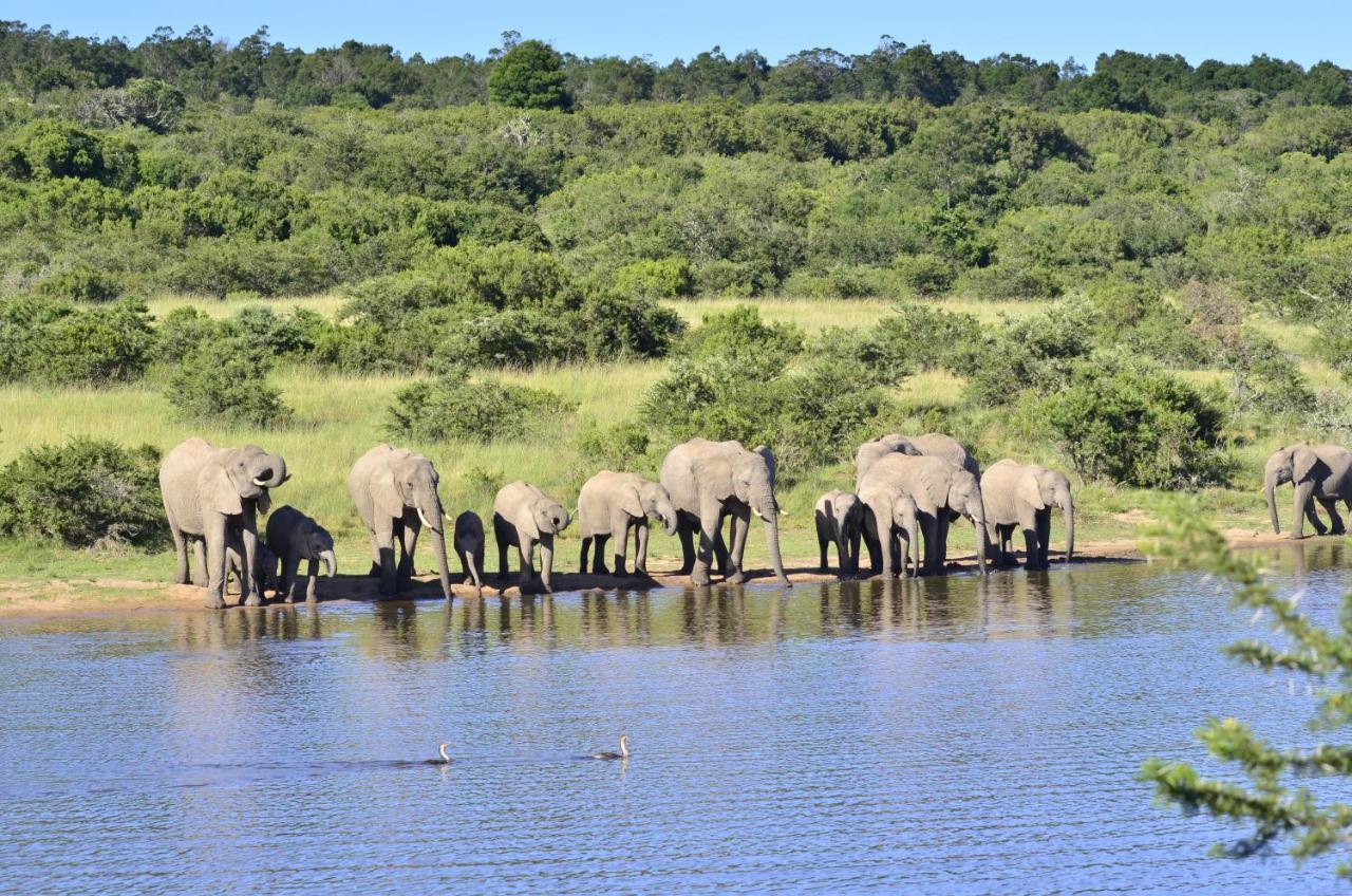 Lalibela Game Reserve - Kichaka Lodge Paterson Esterno foto