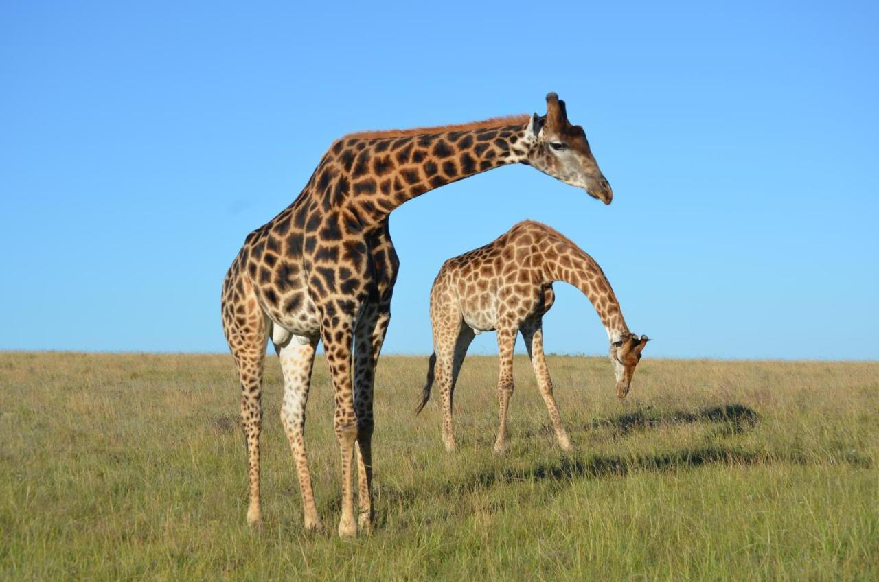 Lalibela Game Reserve - Kichaka Lodge Paterson Esterno foto