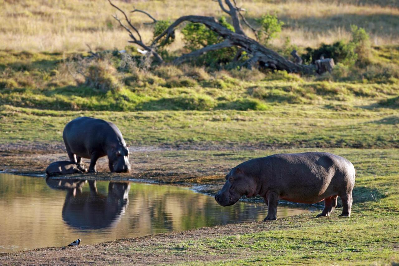 Lalibela Game Reserve - Kichaka Lodge Paterson Esterno foto